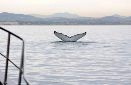 Humpback Fluke 2