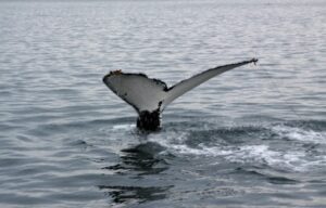 Humpback Fluke