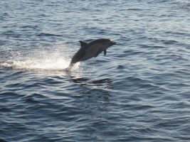 A dolphin jumping out of the water in Oceanside, California.